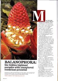 Image result for Balanophoraceae