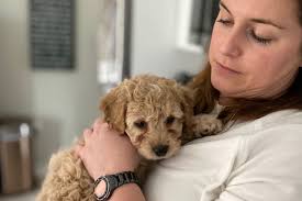 Coronavirus Panic Buying: Puppies