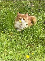 Rankin County, MS Lost and Found Pets ONLY