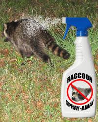 Because raccoons are generally considered dirty, trash eating varmints, the idea of eating them is rather nauseating to many. Raccoon Repellent Natural Home Made Recipes And Tips Humane Raccoon Removal