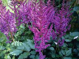 Live Perennial Shade Plant Purple Rain Astilbe Chinensis Deer Etsy