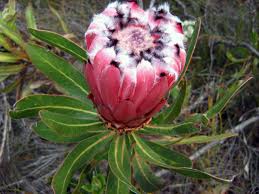 South africa can be called a true paradise forproteaceae. Protea Cynaroides King Protea
