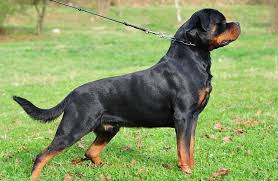 We did not find results for: Rottweiler Dog Price Range How Much Are Rottweiler Puppies