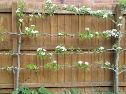 Fences are blocks that are 1.5 blocks tall, and so cannot be jumped over, they are made from wood and can be used to suit many purposes. Fruit Tree Landscaping Ideas Small Gardens Fruit Tree Garden Small Garden Design