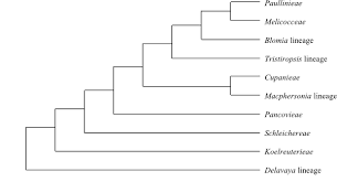 Image result for Macphersonia