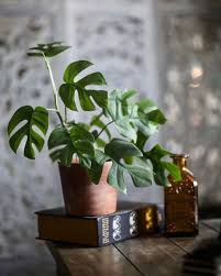 Rhaphidophora Tetrasperma Pflegehinweis Das Planty Life Das Life Pflegehinweis Planty Rhaphidophora Tetrasper In 2020 Wohnung Pflanzen Zimmerpflanzen Pflanzen