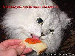 Эти смешные коты » Приколы на XA-XA.ORG: Тысячи фото, картинки, анекдоты,  видео, флеш и других приколов!