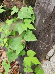 Image result for Lepistemon