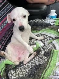 Maybe you would like to learn more about one of these? Little White Puppy Limping Across Highway Plucked From Danger By Good Samaritan Pet Rescue Report