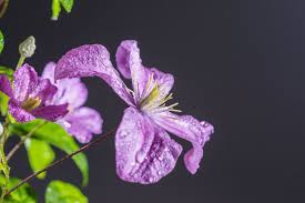 Clematis 'comtesse de bouchaud' bei schmid gartenpflanzen online bestellen. Waldrebe Comtesse De Bouchaud Clematis Hybriden Comtesse De Bouchaud Gunstig Online Kaufen