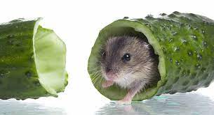 Hamsters eat about 2 teaspoons of food a day, including hamster pellets. Can Hamsters Eat Cucumber A Food Safety Guide