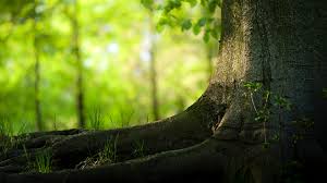Maybe you would like to learn more about one of these? Free Tree Wallpaper For Phone Pixelstalk Net