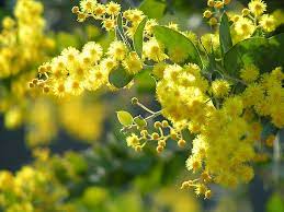 Combine yellow florals with purple and blue flowers for a seasonal centerpiece at your next event. The Meaning Of Some Flowers In Italy Life In Italy