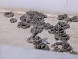 Image result for Warneckea walikalensis