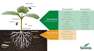 Check spelling or type a new query. Neonics Vegetable Seed Treatment Information Seminis