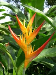 Heliconia Bird Of Paradise Plant Varieties Listverse Com Flores Exoticas Nomes De Flores Flores Bonitas