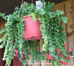 I love how they have such thick aeschynanthus radicans curly/rasta: House Plants Cubit House Plants House Plants A Photo Of Aeschynanthus Radicans Lipstick Plant
