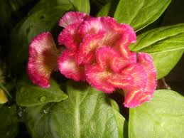 Image result for Celosia argentea