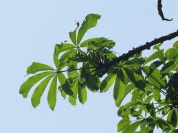 Image result for Pseudobombax