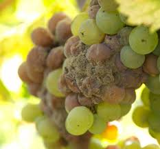 Image result for Metasphaeria diplodiella