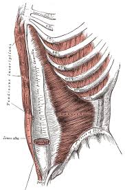 …midline, where they surround the rectus abdominis in a sheath before they meet the fibres from the opposite side at the linea alba. The Muscles And Fasciae Of The Abdomen Human Anatomy