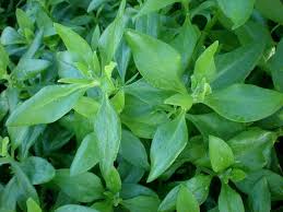 Image result for Tetragonia spicata