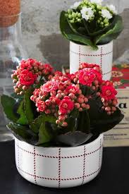 Kalanchoe Como Cuidar Mudas E Ideias De Decoracao Vasos Rusticos Ideias De Decoracao Decoracao