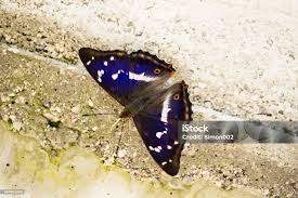 Image result for Apatura iris