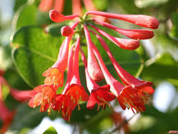 Check spelling or type a new query. Trumpet Honeysuckle The Morton Arboretum