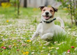 Maybe you would like to learn more about one of these? What Are The Options For Heartworm Prevention For Dogs Petmd