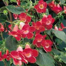 Image result for Kohleria