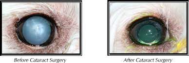 Cataract Surgery Veterinary Eye Institute Cataract Surgery Cataract Veterinary