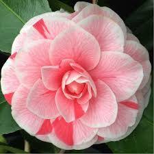 Camellia Japonica Bonomiana Flowers Flower Garden Garden