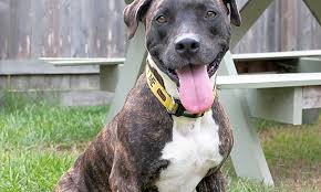 $2,900 (houston) pic hide this posting restore restore this posting. Looking To Adopt A Pet Here Are 7 Lovable Pups To Adopt Now In Houston