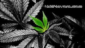See more ideas about weed wallpaper, stoner art, neon wallpaper. Cool Weed Leaf Marijuana Leaf Wallpaper Background