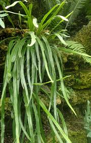 Image result for Pyrrosia