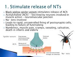 Apparently by evolving quickly over the years during the effects of a bite by a member of this genus depend on the species, but effects can include nausea, profuse sweating, severe pain in abdomen. Lecturer Dr Lucy Patston Lundy Chapter 2 Pp Chapter 3 Kandel Chapter 9 Pp Tortura Pdf On Moodle Ppt Download