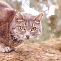 Ruyada Kedi Sahiplenmek Ne Anlama Gelir Neye Isarettir Ruya Tabirleri