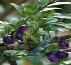 Image result for Dialium schlechteri