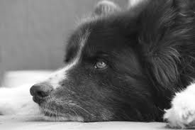 Image result for karelský medvědí pes