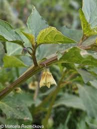 Image result for Physalis angulata