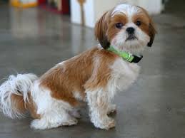 Imperial Shih Tzu Full Grown Goldenacresdogs Com