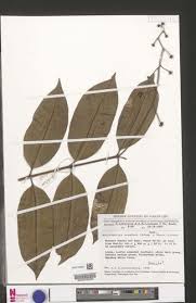 Image result for Ancylobothrys scandens