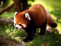 Have you ever had such a thing, that you wanted to move out of the house. Hd Wallpaper Cute Animal Wallpapers For Desktop Cute Anima Flickr