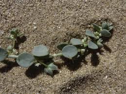 Image result for Andrachne