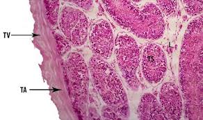 We did not find results for: Cross Section Of Testes C Titthaecheilus With He 100x Magnification Download Scientific Diagram