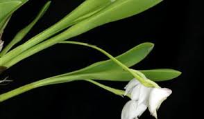 Image result for Polystachya anastacialynae