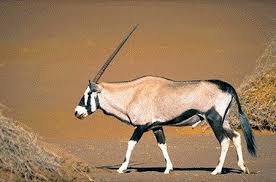 Oryks Poludniowy Oryx Gazella African Wildlife African Antelope Animals Wild