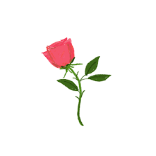 Lift your spirits with funny jokes, trending memes, entertaining gifs, inspiring stories, viral videos, and so much more. Via Giphy Flowers Gif Gif Aesthetic Gif