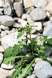 Image result for Erucastrum arabicum